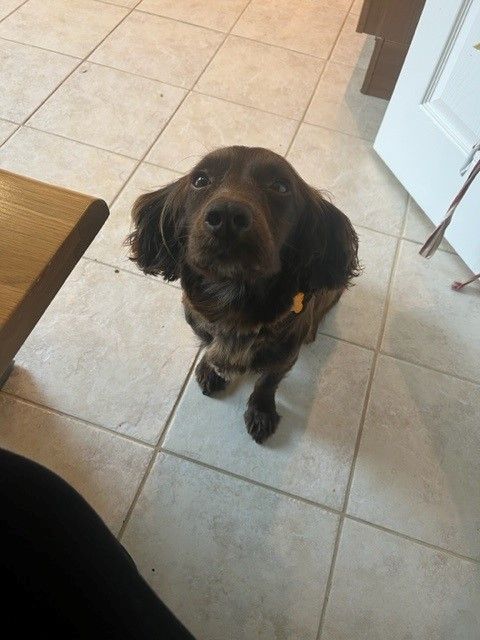 A small brown dog looking up at the camera
