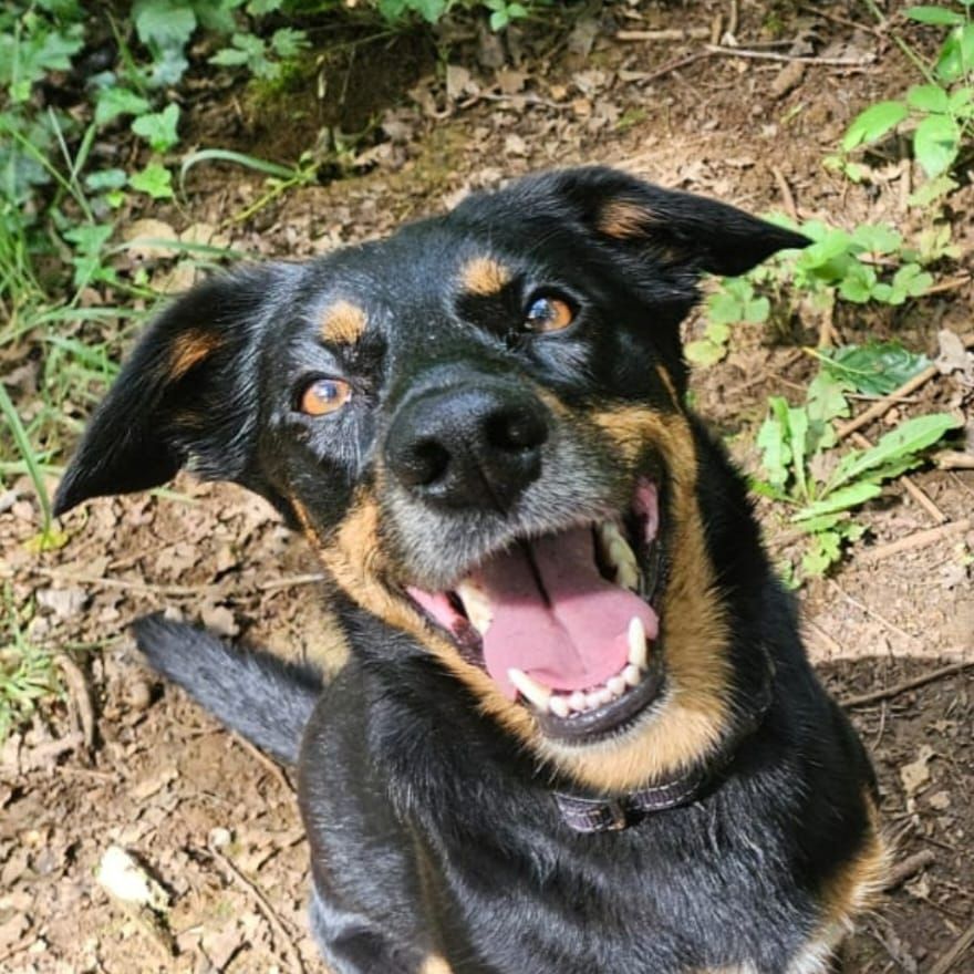 A black and brown dog is sitting in front of a blue couch