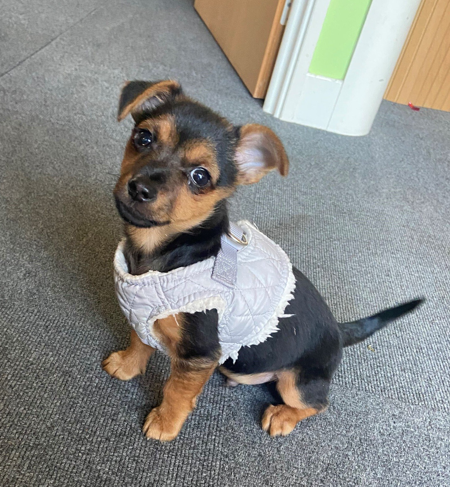 A small brown and black dog wearing a white vest and harness