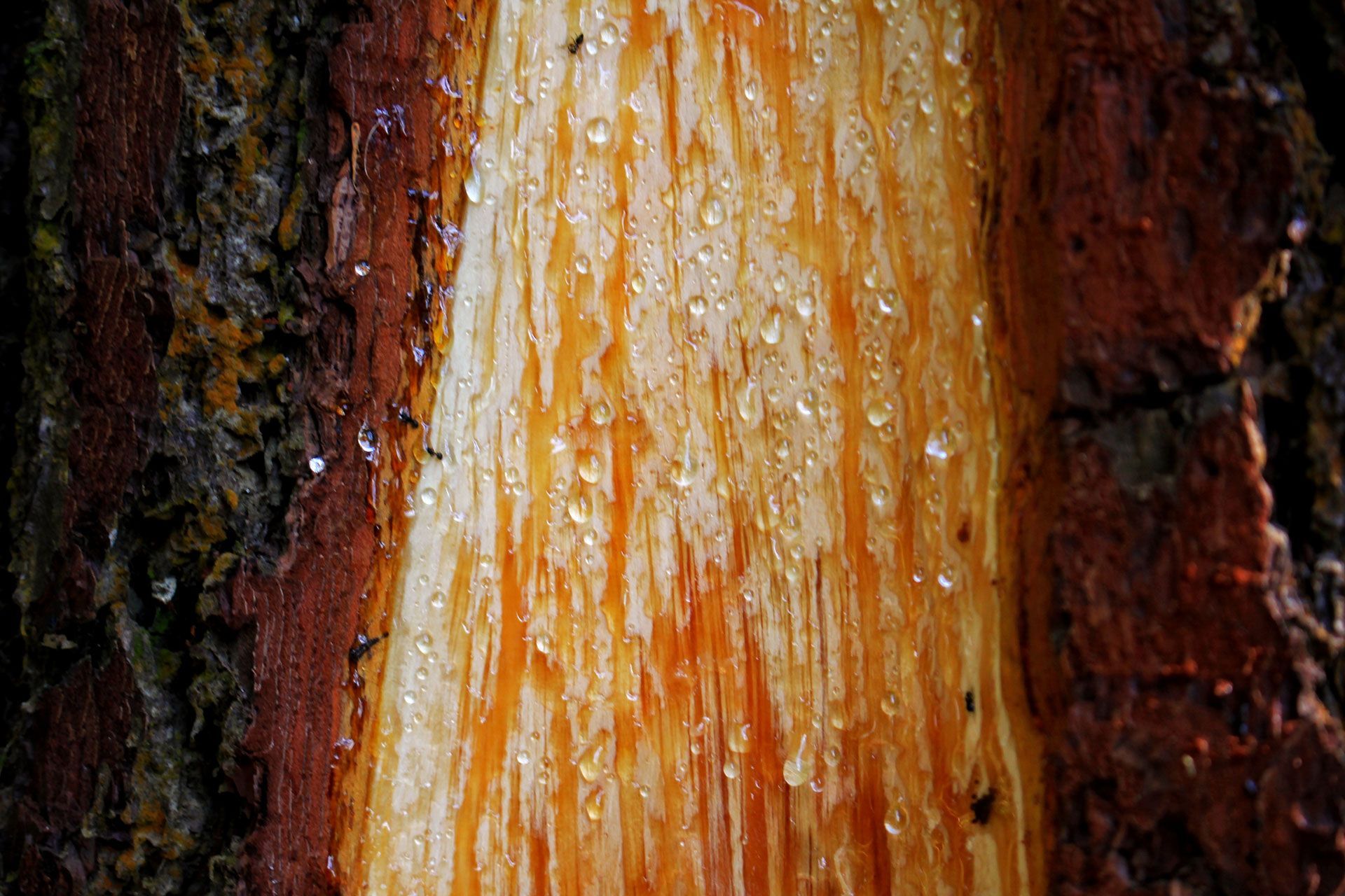 Close-up of wet orange and brown tree bark with water droplets and moss