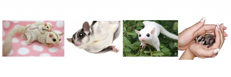 collage of sugar gliders