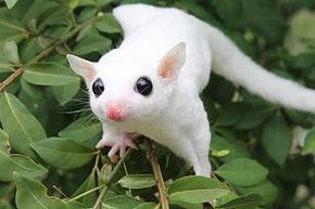 leucistic sugar glider