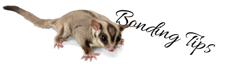 bonding tips for sugar gliders