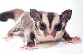 baby sugar glider