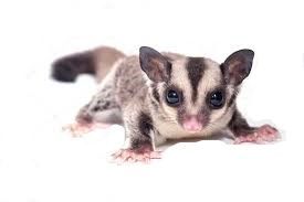 sugar glider baby