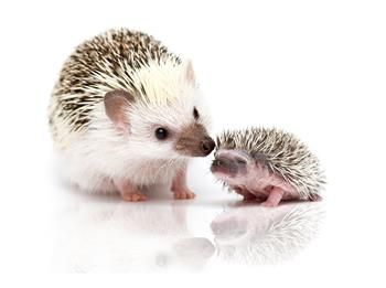 hedgehog