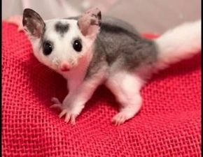 mosaic sugar glider