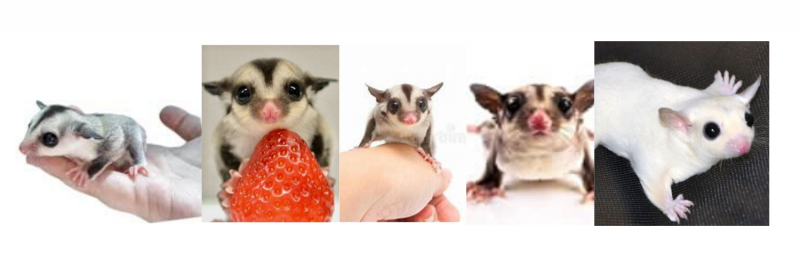 collage of sugar gliders