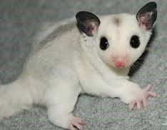 platinum sugar glider