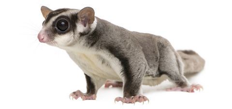 sugar glider