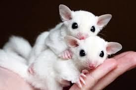 新作  Lolly Sugar Glider新品タグ付き Lolly Sugar Glider - Official Jellycat