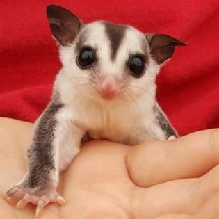 baby sugar glider