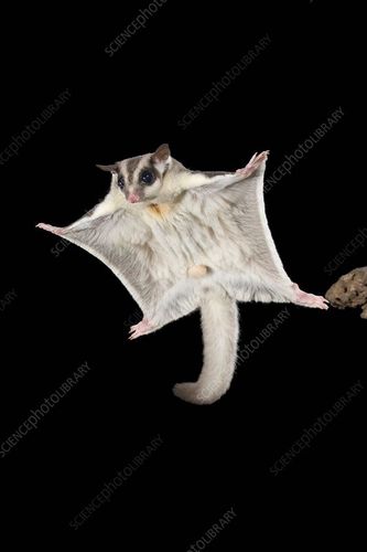 sugar glider flying in dark