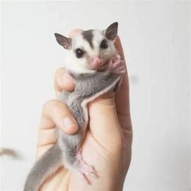 sugar glider baby