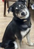 Husky mix dog posing with a tilted head 