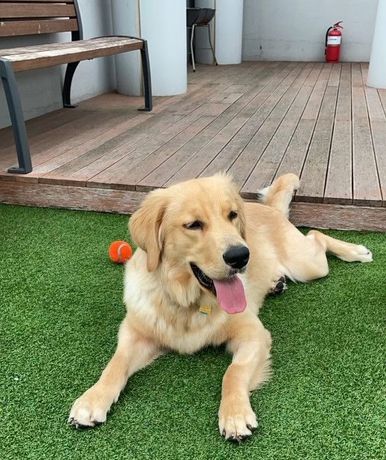 Young golden retriever laying sprawled out green turf with his tongue out. 