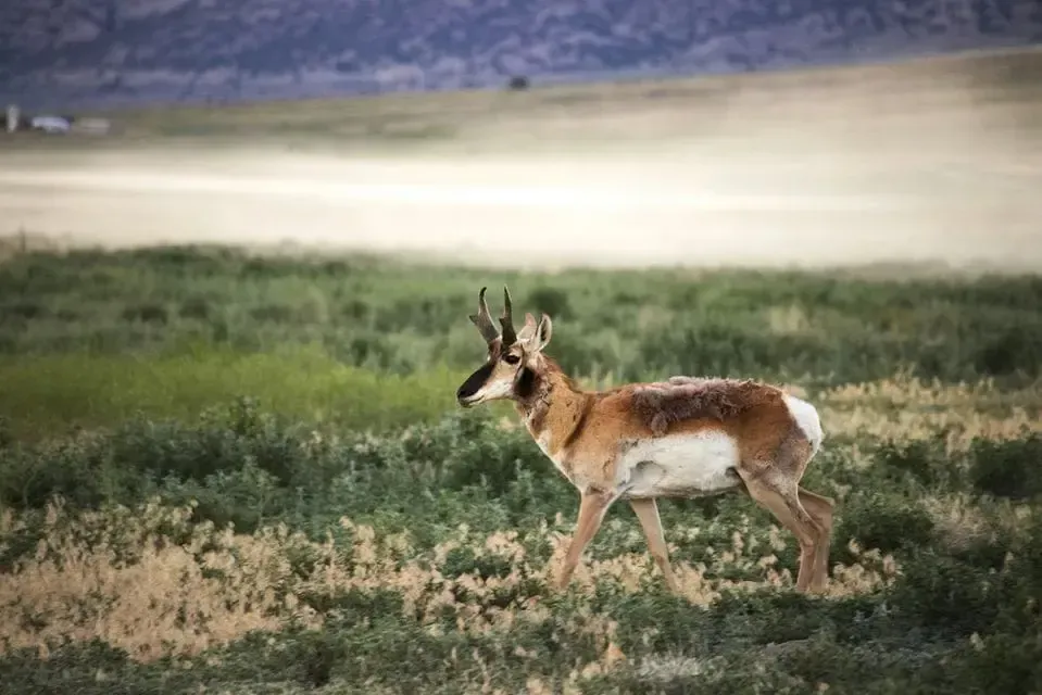 A antelope is walking through a grassy field.