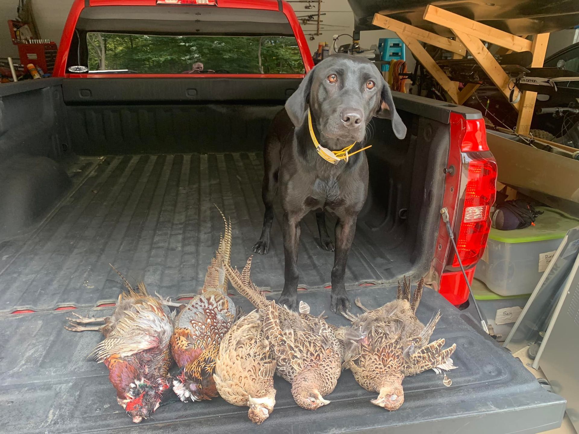 Black dog in truck bed with four birds. The dog wears a yellow collar. Red truck bed and tailgate.