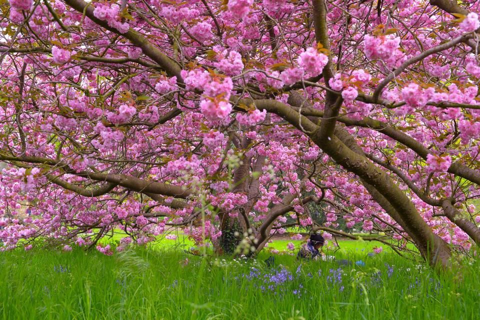 Pink flowering tree over green grass.