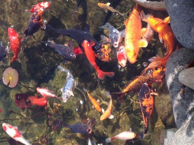 Fish on Pond — Sequim WA — Creative Landscape by Dan Blood