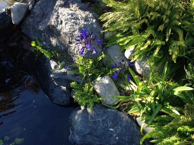 Rock with Flower and Ferns — Sequim WA — Creative Landscape by Dan Blood