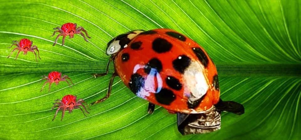 Ladybirds or ladybugs are a natural method to kill spider mites without the use of chemicals or pest killers and this will be good for your plants