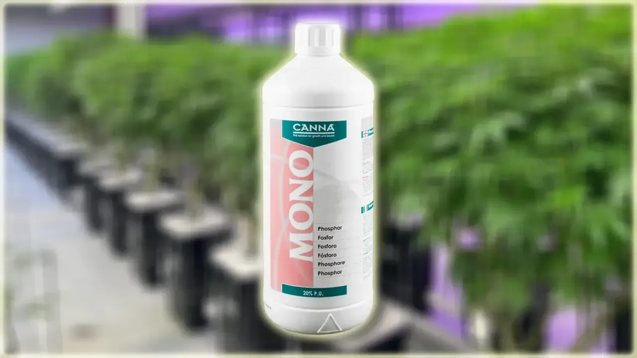 If your plants are suffering from a deficiency problem, this may be the answer. Mononutrients are essential for plant development. CANNA Mono Phosphorus helps with flowering. This can be used with CANNA nutrients or any other nutrient range.