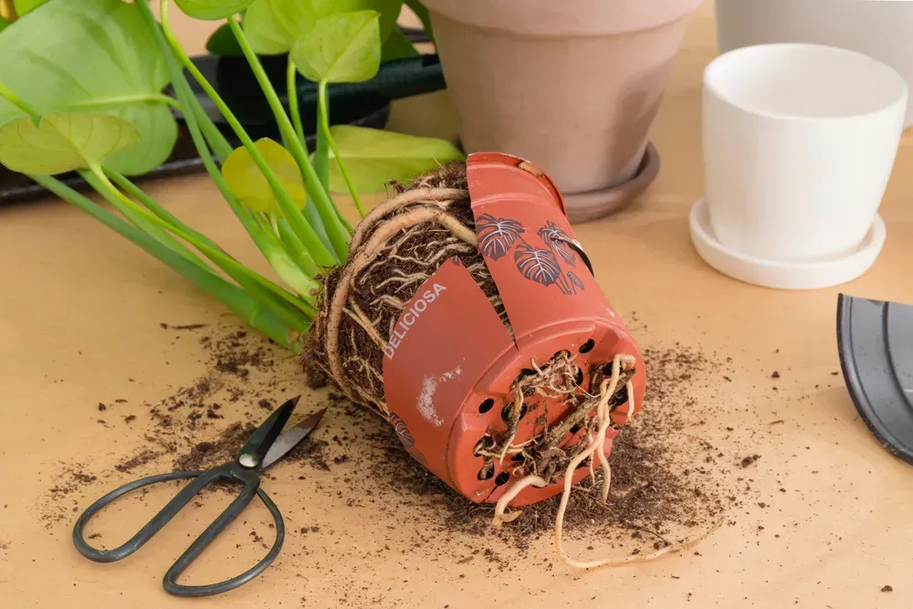 Roots will continue to grow as long as the plant is alive and healthy. In some plants, the root system can contin-ue to develop and expand throughout the plant’s lifetime, adapting to the availability of resources in the soil and the plant’s changing needs.