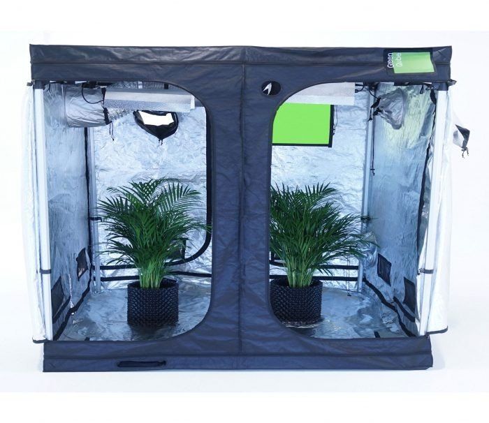 A crop that is flourishing in a Green Qube indoor hydroponics grow tent