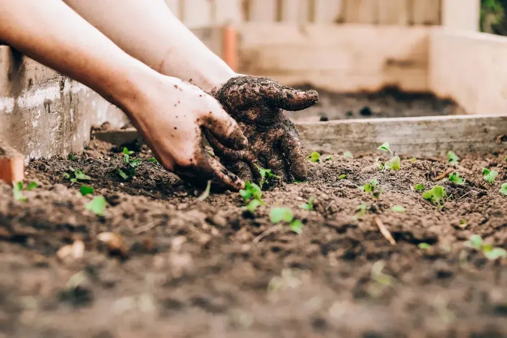 One way to prevent unhealthy roots is to ensure that your plant is getting the right amount of water.