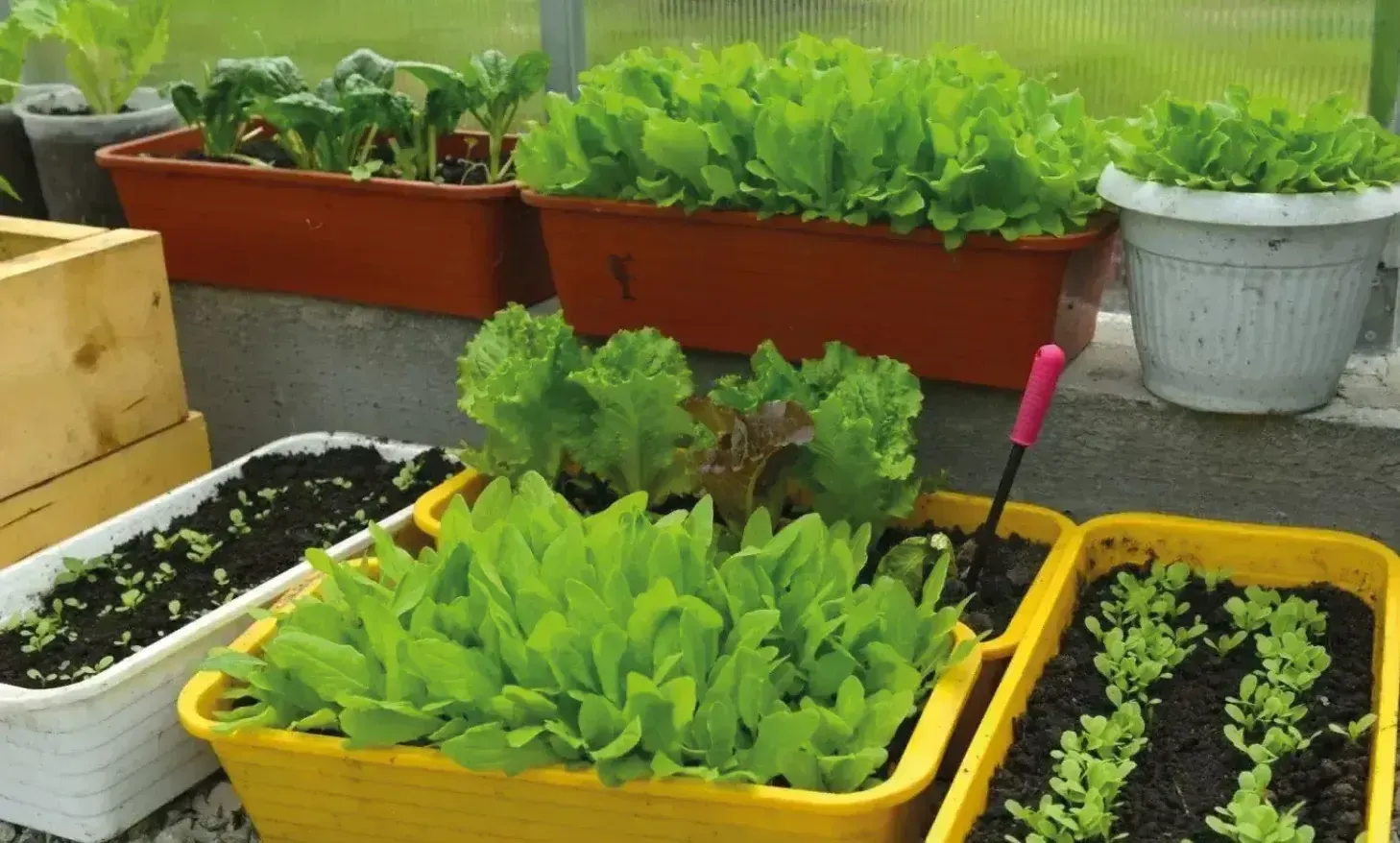 From planning your garden to watering, there is a chance to fail while starting with your garden. But don’t worry… we have got you covered! Keep reading to learn how to get the most out of your urban garden and enjoy a bountiful harvest.