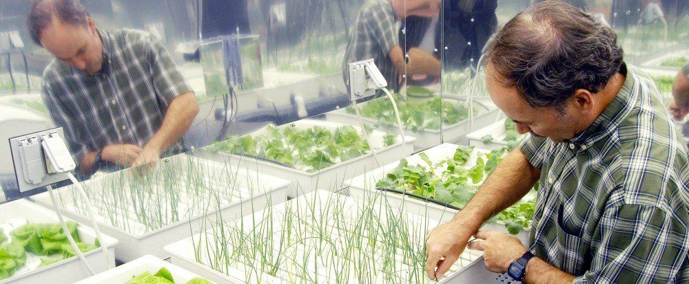 New plants can be cloned from good healthy plants, as shown here in a laboratory for NASA