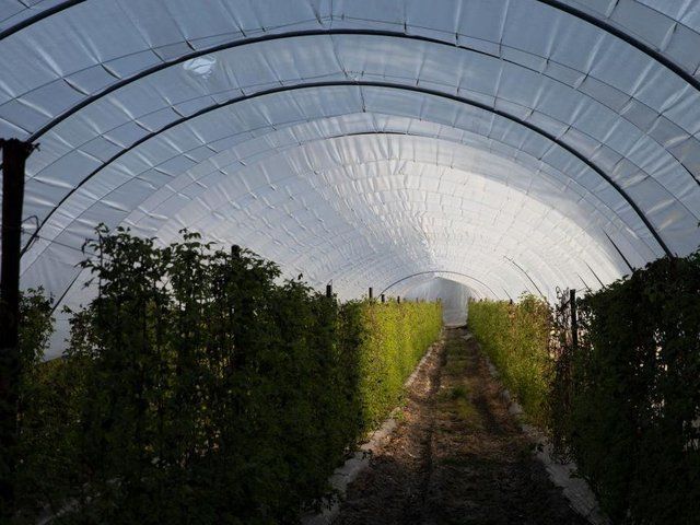 More than 100,000-sq-m of polytunnels to grow salad and fruit could be built in Northamptonshire countryside