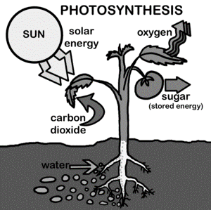 Photosynthesis is the process where plants use light, water and carbon dioxide CO2 to produce oxygen and energy