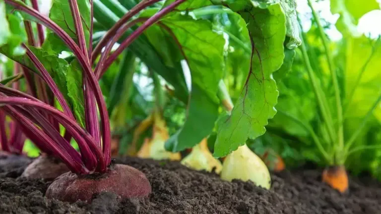 Beetroots, onions and carrots ready to harvest
