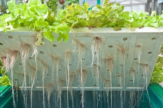 Hydroponic grow systems use only about 10% of the water that the same crops would use in a soil based system