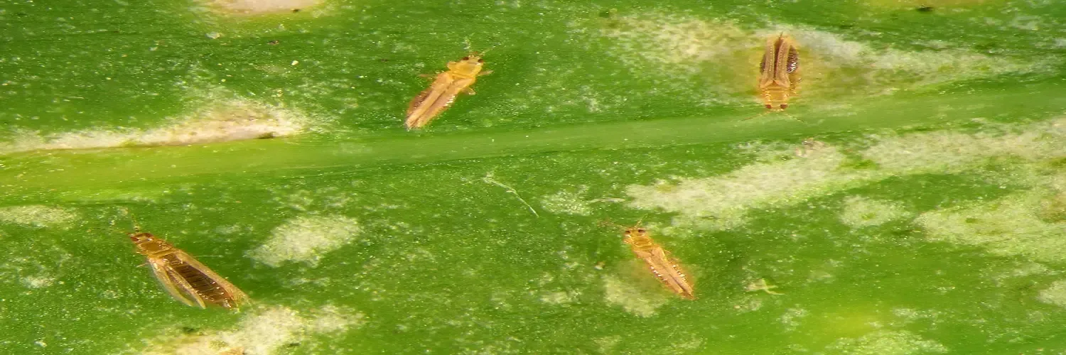 Thrips are quite different at each stage of their lifecycle, so it’s important to use an all-round product that kills the eggs and larvae as well as the visible adult thrips