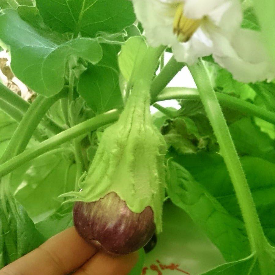 Aubergines that are grown indoors using a hydroponic gully system in the University Academy of Engineering in London. This is teaching children about different methods of plant growth.