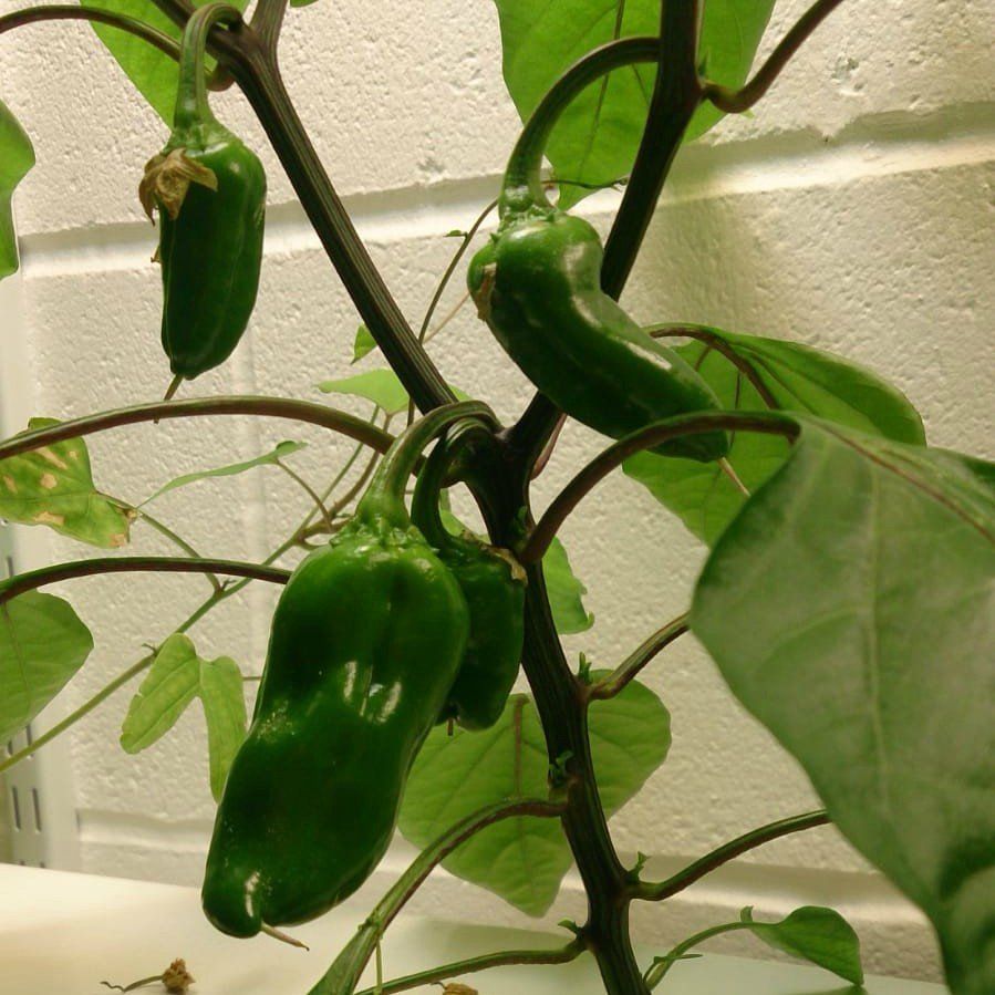 Peppers that are being cultivated in a hydroponic gully system at London's  University Academy of Engineering. This is showing students the different methods available for successful growing.