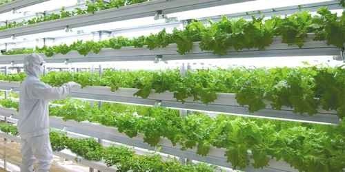 Vertical hydroponics being used for large scale commercial food production