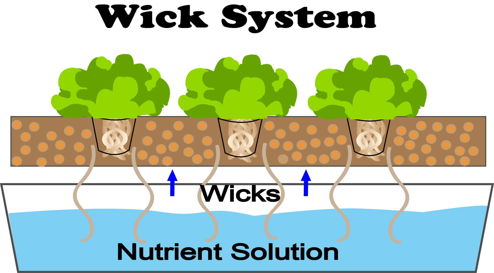 The wick system irrigates the plants via a candle wick and delivers the water and nutrients in a hydroponic manner