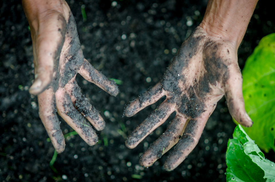 Remember, after every harvest, organic gardeners should nourish the soil by using compost because organic materials are taken away from the soil food web.