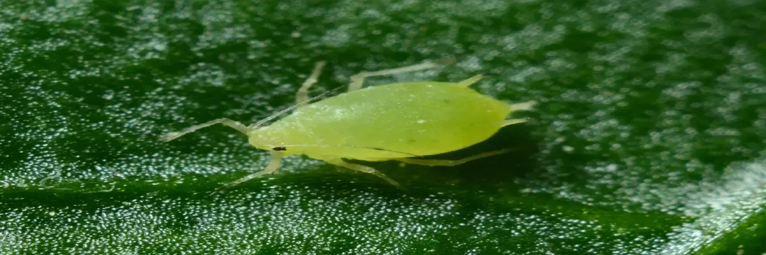 Aphids can be incredibly destructive. Fortunately, they are a bit easier to spot – typically these little green or black insects form clusters – but you don’t want to waste any time treating the infestation once you’ve noticed them.