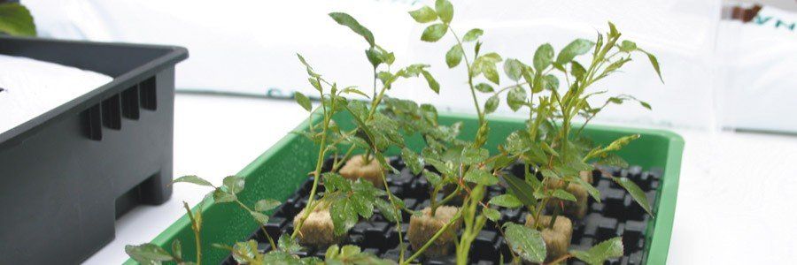 Once your plants have rooted in the propagator it is time to transfer them to soil, hydroponics, aquaponics or any other grwoth method