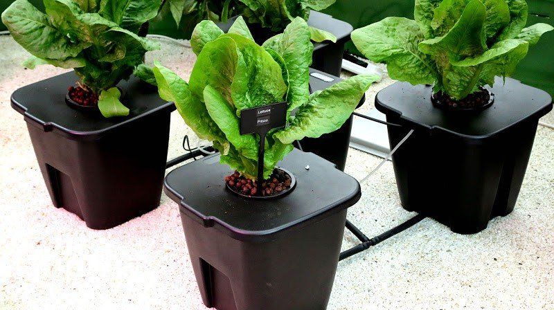 The bubbler hydroponics system gives a great flow of nutrients and oxygen to the roots