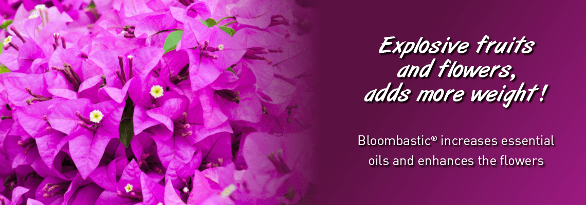 Explosive fruits and flowers, adds more weight. Bloombastic increases essential oils and enhances the flowers