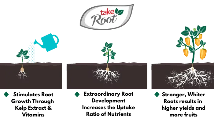 Take Root from Dutchpro stimulates root growth with vitamins and increases the uptake ratio of nutrients