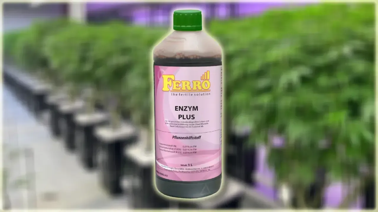 Enzyme Plus is a natural, liquid enzyme preparation containing a variety of enzymes to ensure that old root remains decay, defending plants against pathogens. Enzyme Plus also contains vitamins that promote root growth and increase root absorption capacity.