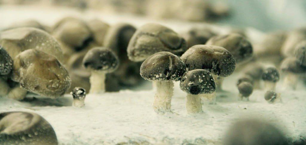Mushrooms that are grown hydroponically in a disused underground car park in Paris