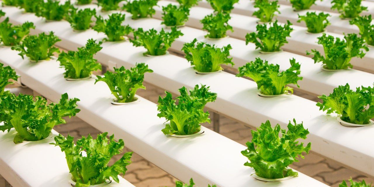 The best growing conditions for hydroponic plant growth rely on light, temperature, humidity and atmosphere.
